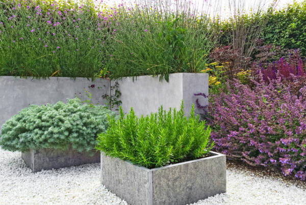 Concrete garden with plants
